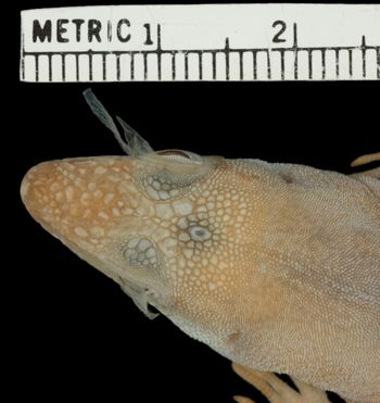 Media type: image;   Herpetology R-70666 Aspect: head dorsal